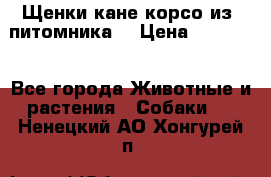 Щенки кане корсо из  питомника! › Цена ­ 65 000 - Все города Животные и растения » Собаки   . Ненецкий АО,Хонгурей п.